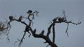 Geier im Baum